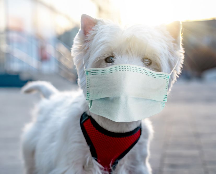 The ABCs of Coronavirus